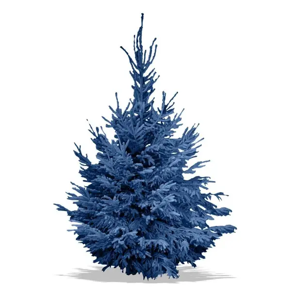 Sapin Nordmann floqué bleu
