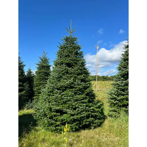 Grand sapin Nordmann
