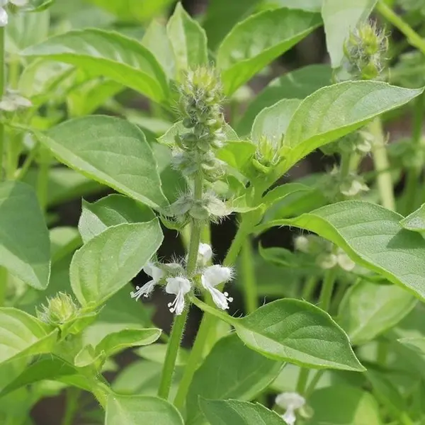 Plant de basilic citron : pot de 1 litre