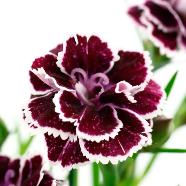 Dianthus (oeillet) 'Carnelia' : pot 0.5L