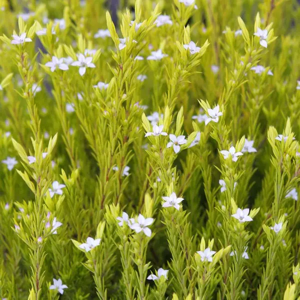 Diosma 'Sunset Gold':pot 3L