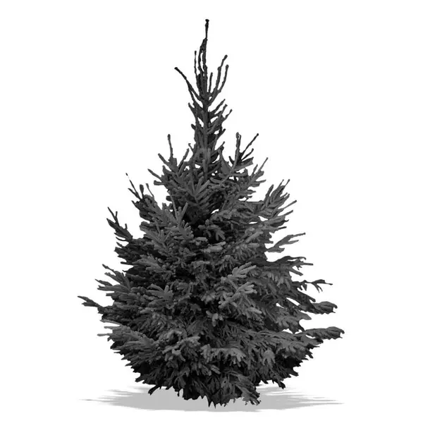 Sapin Nordmann floqué noir
