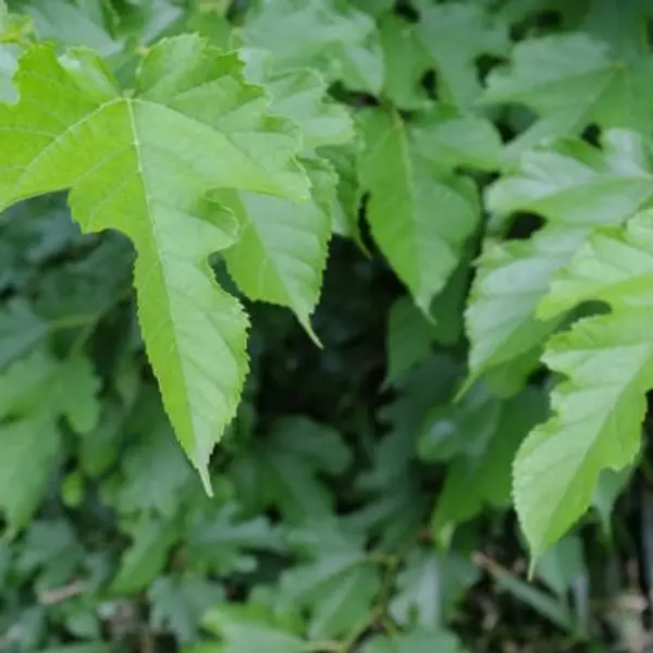 Feuilles séchées de murier platane,le morus platanifolia 'fruitless',mûrier platane sans fruits,mûrier de chine