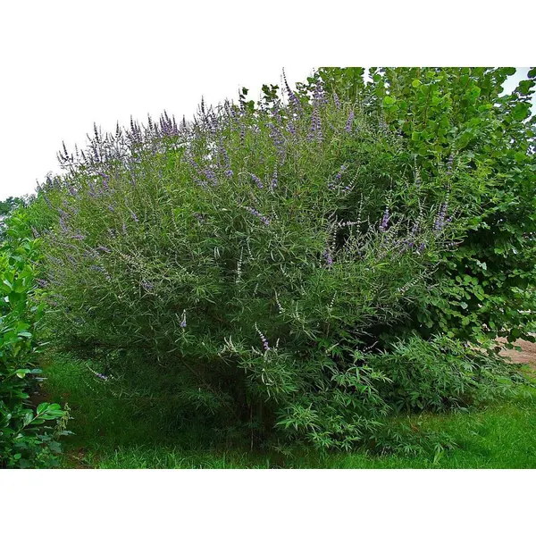 Feuilles séchées de l'arbre aux poivre, vitex agnus-castus,feuilles de gattilier,produits de mon jardin,non traité