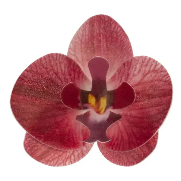 Orchidées rouges azyme (x10)