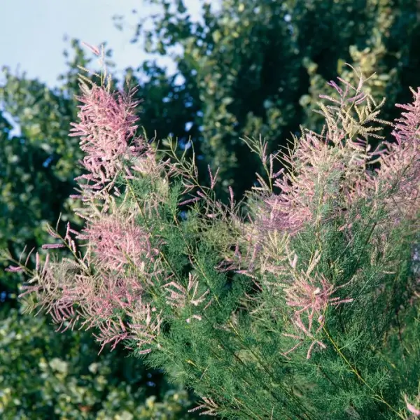 Tamarix 'Pink Cascade' : pot de 3 L