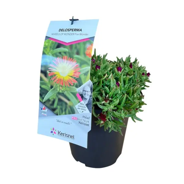 Delosperma : pot 4L