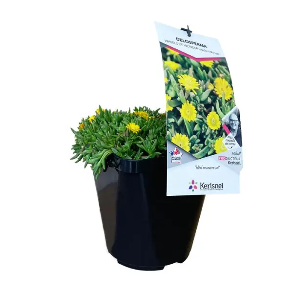 Delosperma : pot 4L