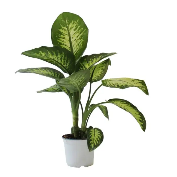 Dieffenbachia 'Tropic': H 65 cm pot D19 cm