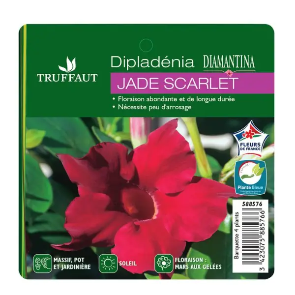 Dipladénia Diamantina 'Jade Scarlet' :barquette de 4