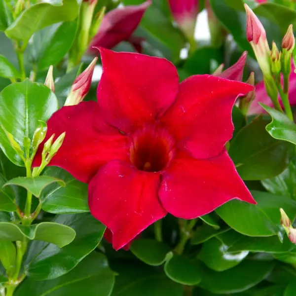 Dipladénia Diamantina 'Jade Scarlet' :barquette de 4