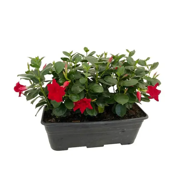 Dipladénia diamantina : jardinière 40 cm - Coloris variables