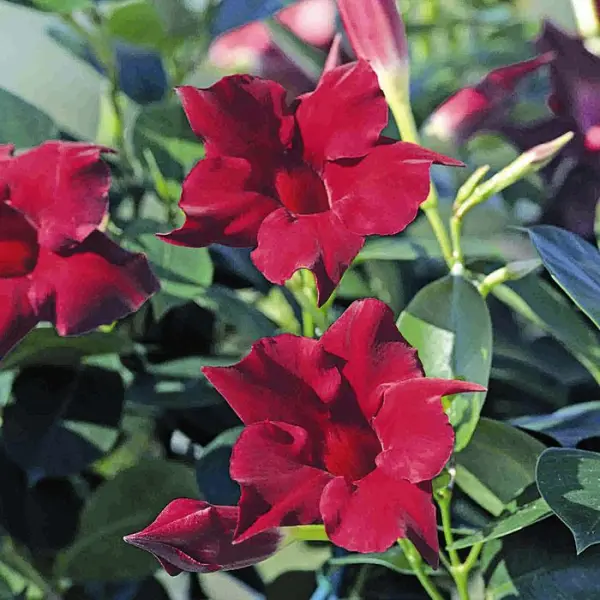 Dipladénia diamantina : jardinière 40 cm - Coloris variables