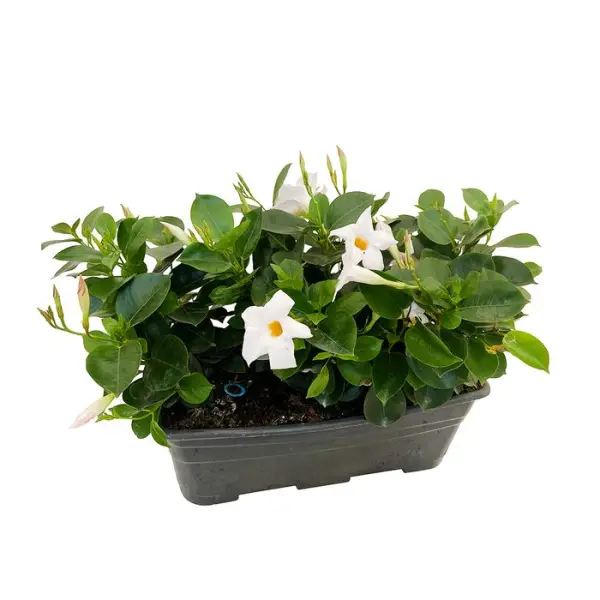 Dipladénia diamantina : jardinière 40 cm - Coloris variables