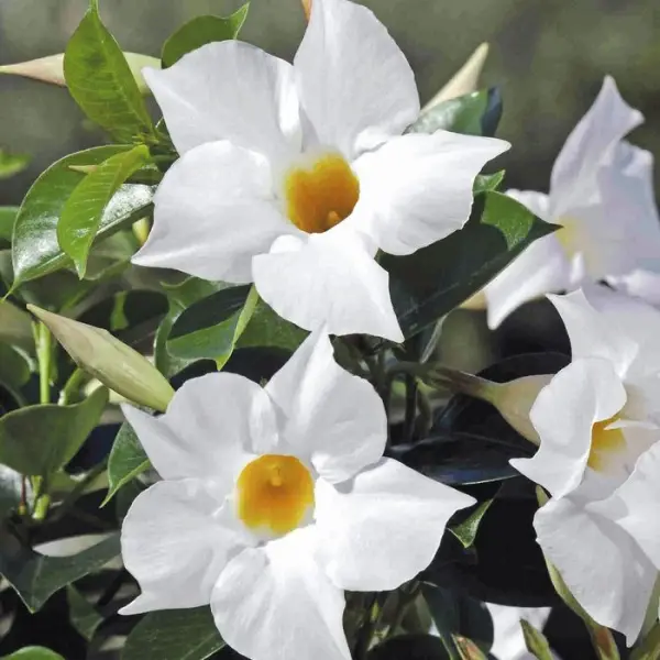 Dipladénia diamantina : jardinière 40 cm - Coloris variables