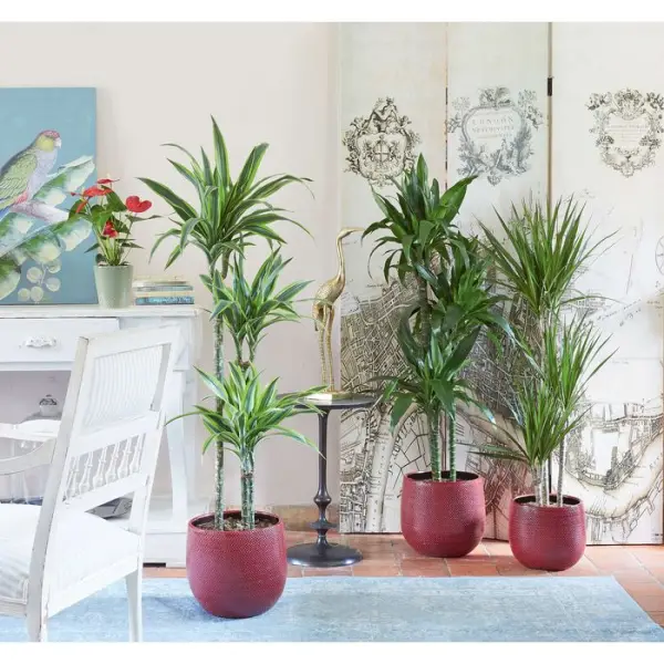 Dracaena : 3 cannes H.60,30,15cm, D25cm