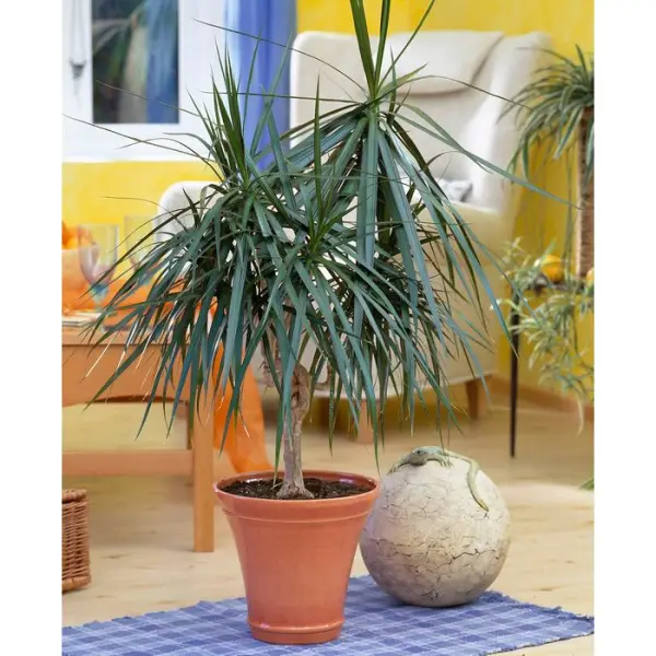Dracaena : 3 cannes H.60,30,15cm, D25cm