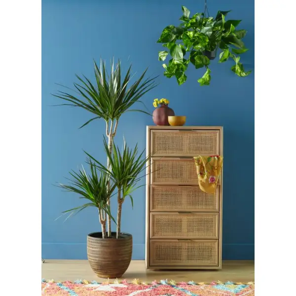 Dracaena : 3 cannes H.60,30,15cm, D25cm