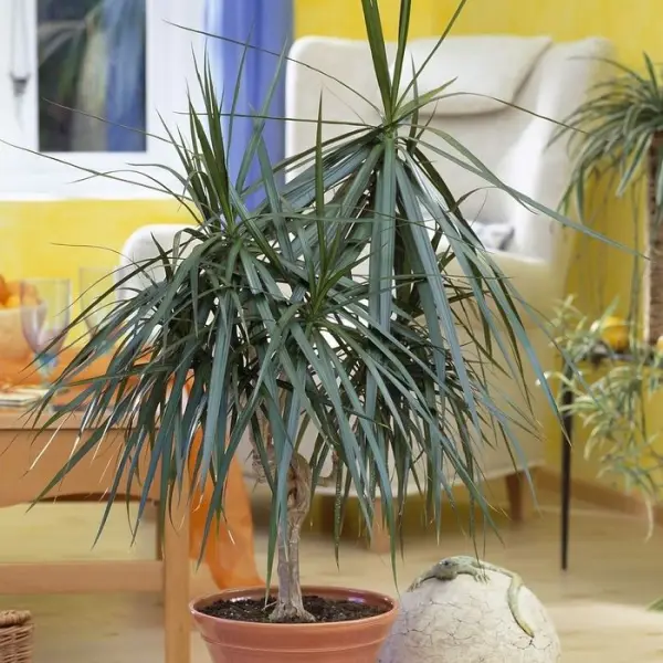 Dracaena : 3 cannes H.60,30,15cm, D25cm