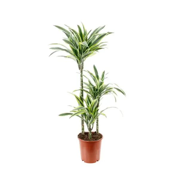 Dracaena : 3 cannes H.60,30,H.15cm pot d20cm