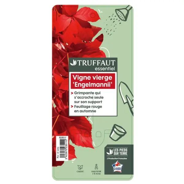 Parthenocissus quinquefolia engelmanii : ctr de 1.5 litres