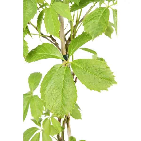 Parthenocissus quinquefolia engelmanii : ctr de 1.5 litres