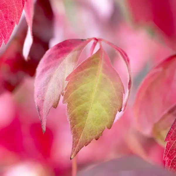 Parthenocissus quinquefolia engelmanii : ctr de 1.5 litres
