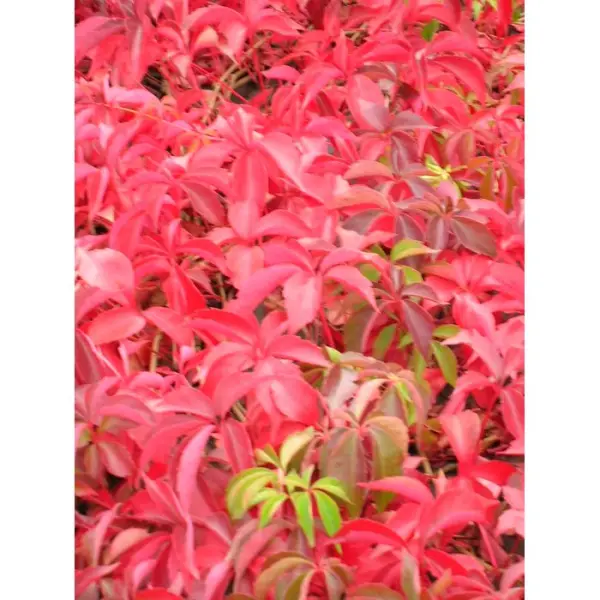 Parthenocissus quinquefolia engelmanii : ctr de 1.5 litres