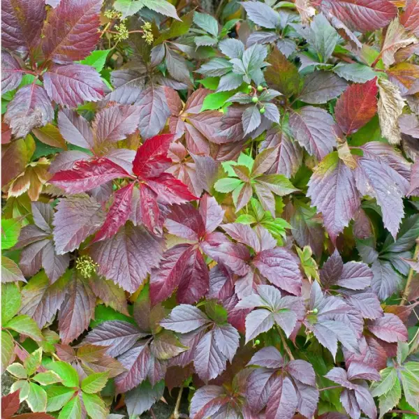 Parthenocissus quinquefolia engelmanii : ctr de 1.5 litres