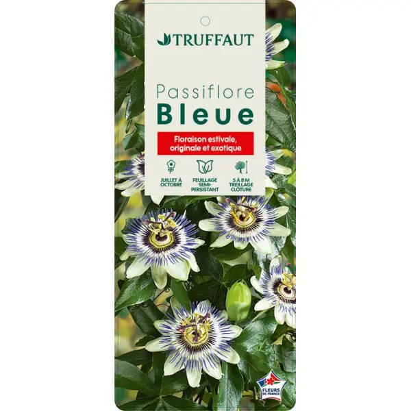 Passiflora caerulea Truffaut : C6L