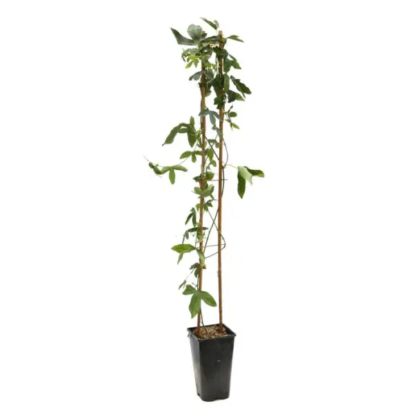 Passiflora 'Snow Queen': pot 3L