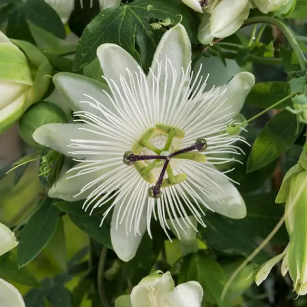 Passiflora 'Snow Queen': pot 3L