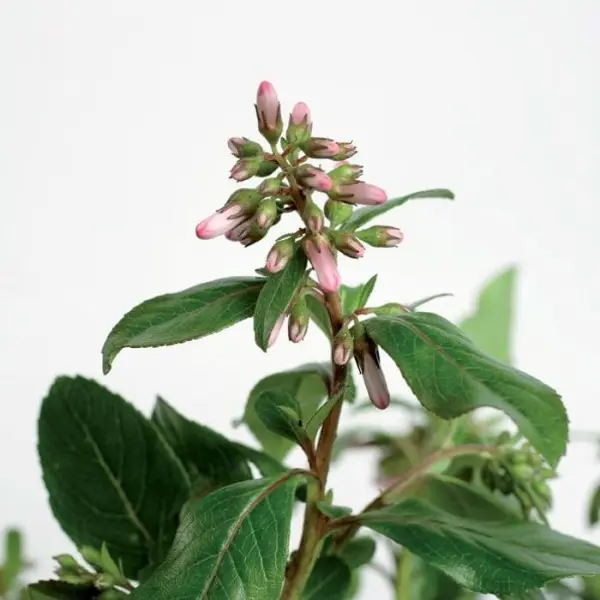 Escallonia : pot 4.5 Litres