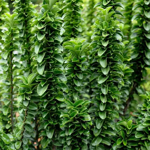 Euonymus 'benkomasaki' : pot 18L