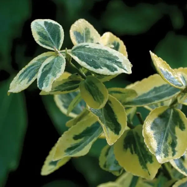 Euonymus Fortunei Emerald Gold : 40/50cm 5L