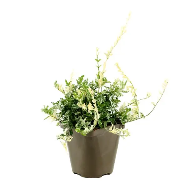 Euonymus fortunei 'Harlequin' : pot 3L