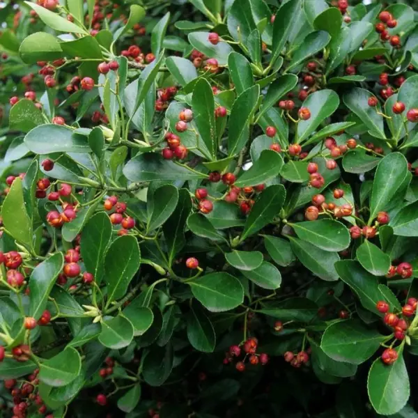 Euonymus japonicus : H 100/125 C18L
