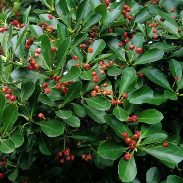 Euonymus varié : pot 5 litres