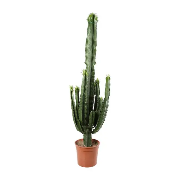 Euphorbe erythrea H120cm : pot Ø25cm