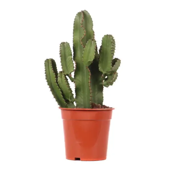 Euphorbe mix, variétés variables : pot D.21cm