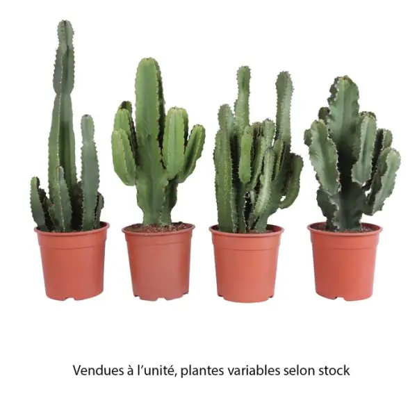 Euphorbe, variétés variables : pot D.24cm