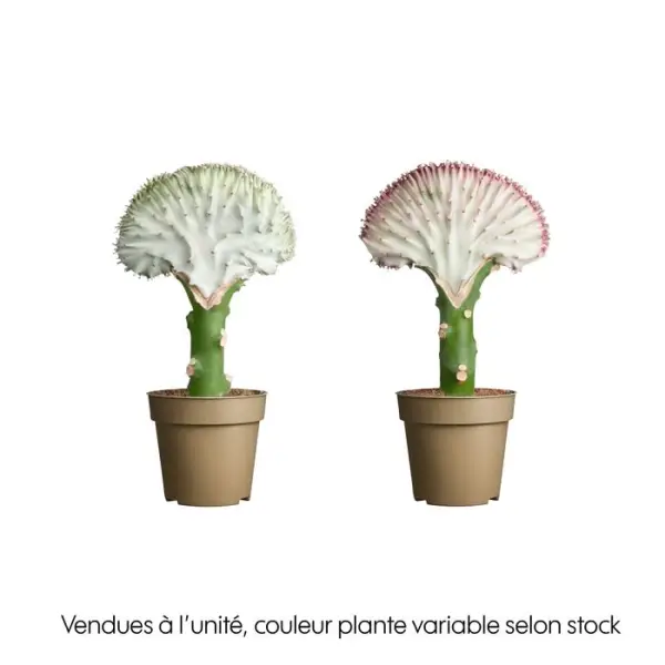 Euphorbia lactea, variétés variables : pot D.9cm