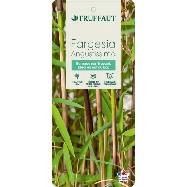 Bambou non-traçant fargesia angustissima: pot de 30 litres