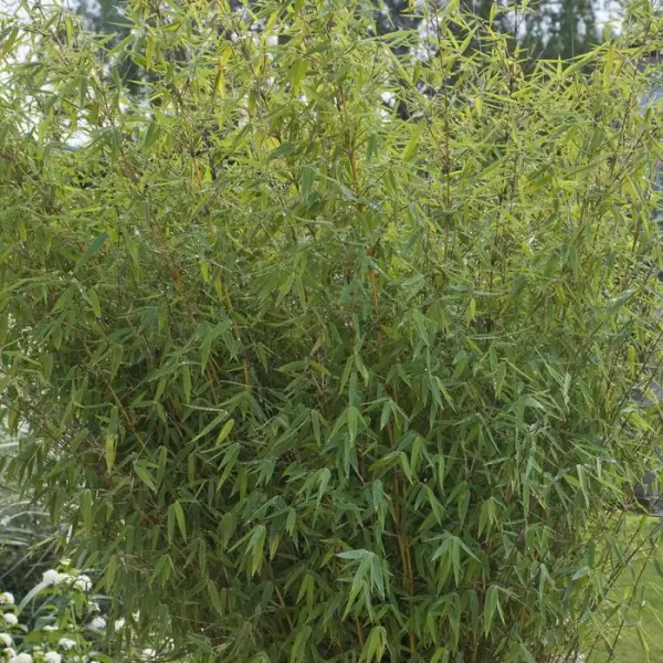 Bambou non-traçant fargesia angustissima: pot de 30 litres