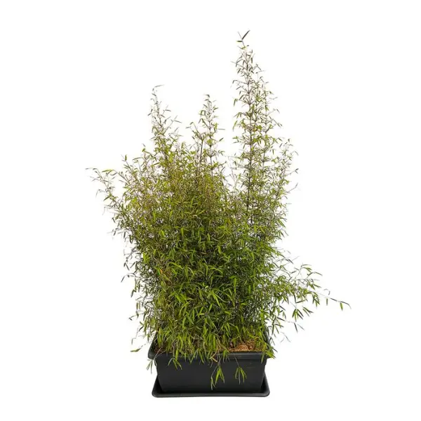 Bambou non-traçant fargesia angustissima: pot de 30 litres