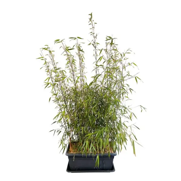 Bambou non-traçant fargesia scabrida 'Asian Wonder': pot de 30 litres