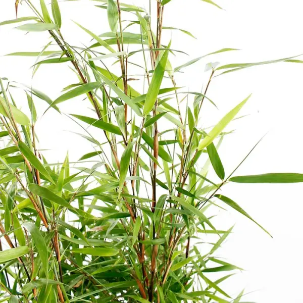 Bambou non-traçant fargesia scabrida 'Asian Wonder': pot de 30 litres