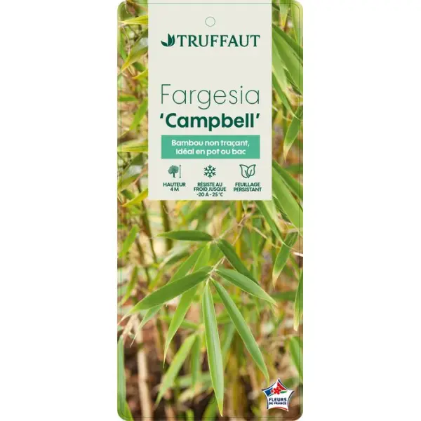 Bambou non-traçant fargesia robusta 'Campbell': pot de 5 litres