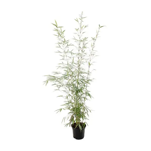 Bambou non-traçant fargesia robusta 'Campbell': pot de 5 litres