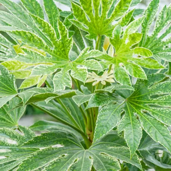 Fatsia 'Sipder's Web' pot 5 litres